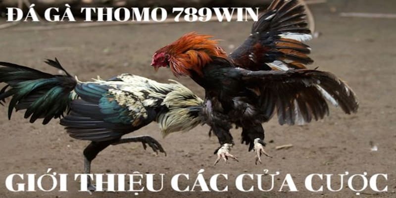 da-ga-thomo-789win-cac-cua-cuoc